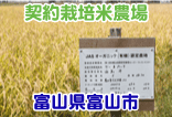 契約栽培米農場